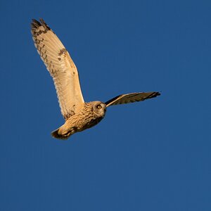 Owls -50-Edit-2-8.jpg