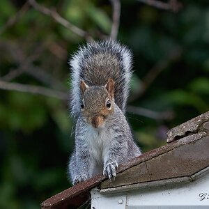 squirrel look out.jpg