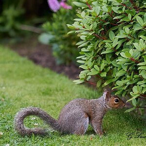 squirrel 3.jpg