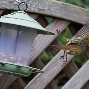 robins 1.jpg