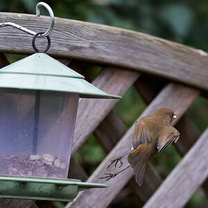robins 16.jpg