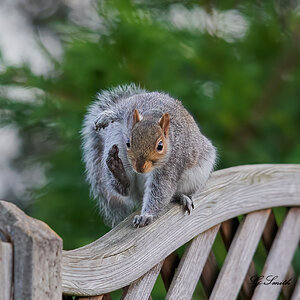 squirrel.jpg