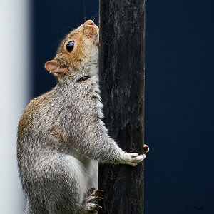 squirrel 2.jpg