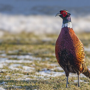 Ring-necked Pheasant Cock05.jpg