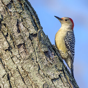 Red-bellied Woodpecker Female03.jpg