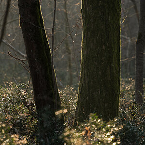 Forest Light 1