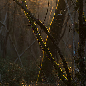 Forest Light 3