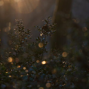 Forest Light 4