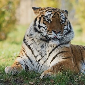 tigers 17.jpg