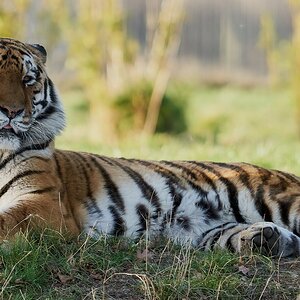 tigers 18.jpg