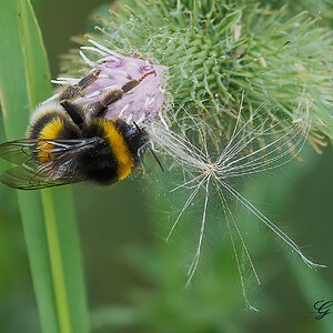bees 1.jpg