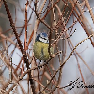 blue tit.jpg