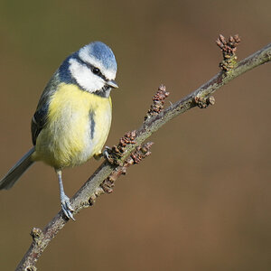 DSC00839-Bluetit-70200-2x-3000px.jpg