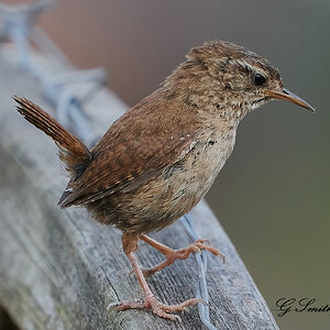 wrens 1.jpg