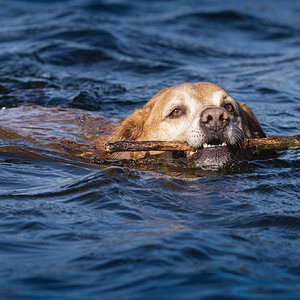 Alfie - Enjoying a swim.jpg