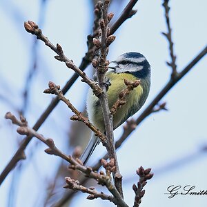 blue tit 2.jpg