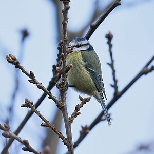 blue tit 3.jpg