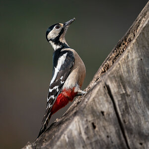 Great spotted woodpecker