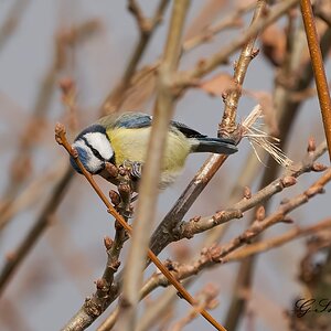 blue tit 1.jpg