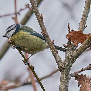 blue tit 3.jpg