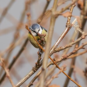 blue tit.jpg