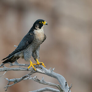 Peregrine falcon