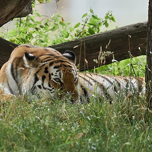 tiger 2020 5.jpg