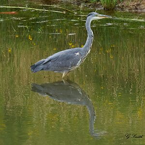 heron  2020 3.jpg