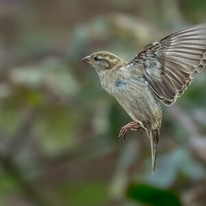 House-Sparrow-ROY-1A-6852.jpg