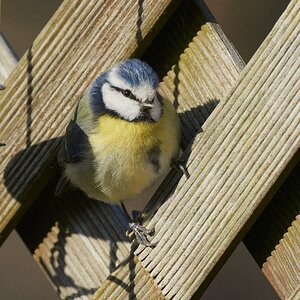 blue tit 2022 12.jpg