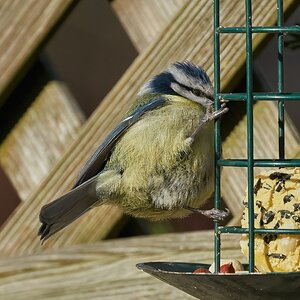 blue tit 2022 12.jpg