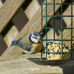 blue tit 2022 1.jpg