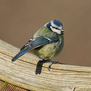 blue tit 2022 11.jpg