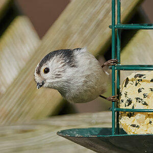 long tailed tit 2022.jpg