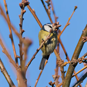 blue tit 2022.jpg