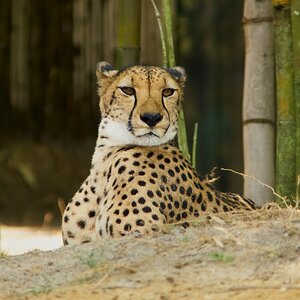 cheetah 2018 10.jpg