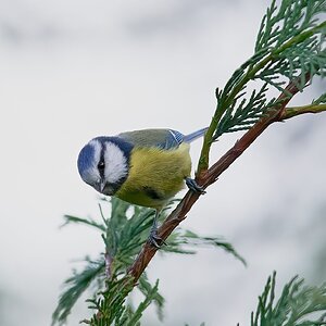 blue tit 2022 16.jpg