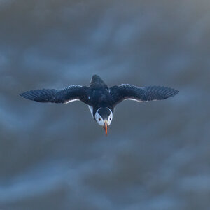 Puffin3.jpg