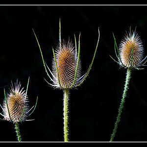 Common Teasel 2r.jpg