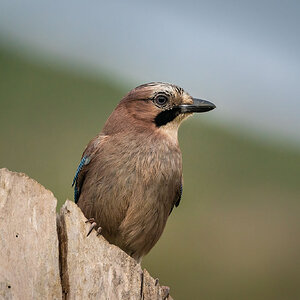 Eurasian jay