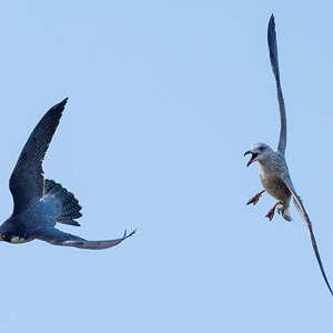 PeregrinVsHerringGull.jpg