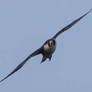 Peregrine.jpg