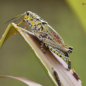 bug (2).jpg
