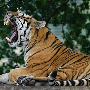 tiger 2019 27.jpg