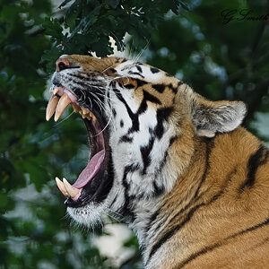 tiger 2019 26.jpg