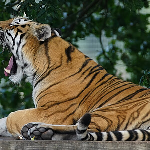 tiger 2019 31.jpg