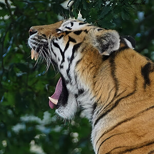 tiger 2019 28.jpg