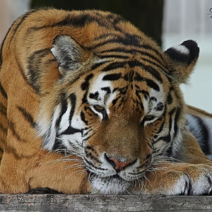 tiger 2019 32.jpg