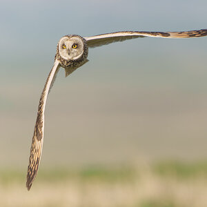 Short Eared Owl Asio Flammeus (2).jpg