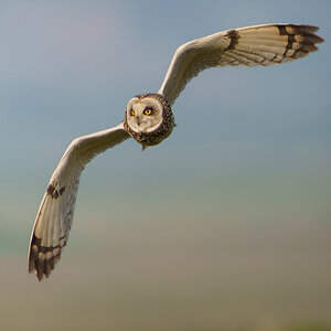 Short Eared Owl Asio Flammeus (3).jpg
